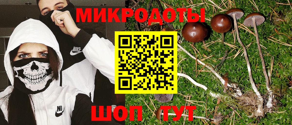 Псилоцибиновые грибы Psilocybe Тула